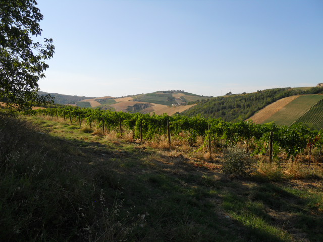 Rustico - Cascina COSSIGNANO vendita    Casa Broker di Maravalle Nevio Luciano