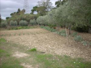 Terreno Agricolo in vendita a San Benedetto del Tronto
