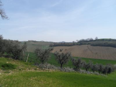 Terreno Agricolo in vendita a Acquaviva Picena