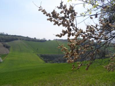 Terreno Agricolo in vendita a Acquaviva Picena