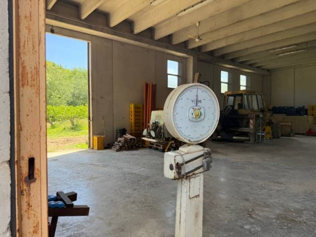 Azienda Agricola in vendita a Carassai