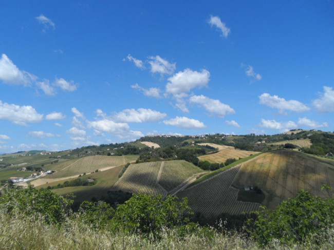 Azienda Agricola in vendita a Carassai