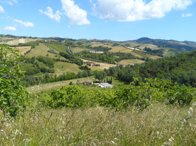 Azienda Agricola in vendita a Carassai
