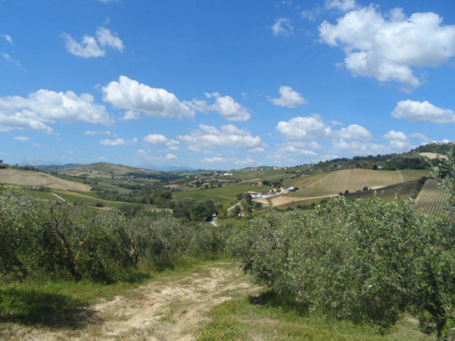 Azienda Agricola in vendita a Carassai