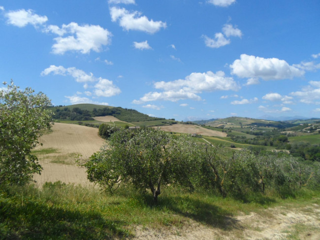 Azienda Agricola in vendita a Carassai