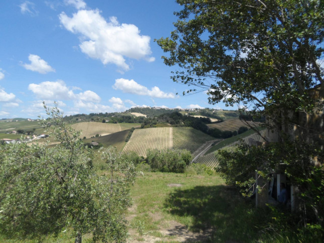 Azienda Agricola in vendita a Carassai