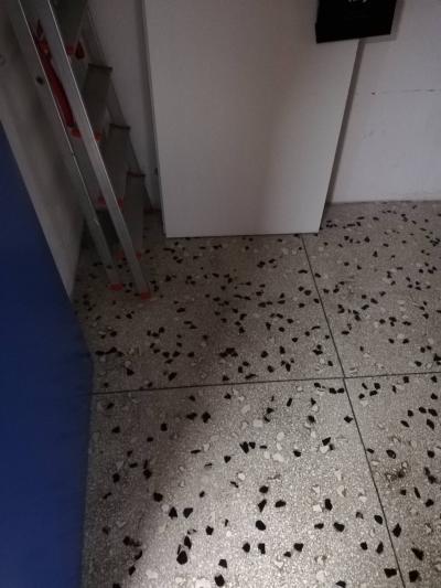 Attività/licenza in affitto a Forlì