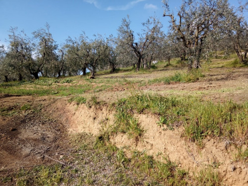 Terreno Agricolo in affitto/vendita a Vinci