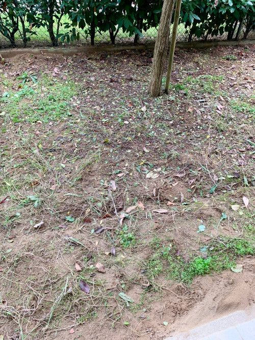 Casa semi indipendente in affitto a Russi