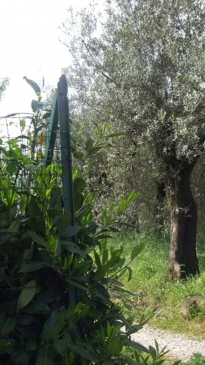 Appartamento in affitto a Vinci
