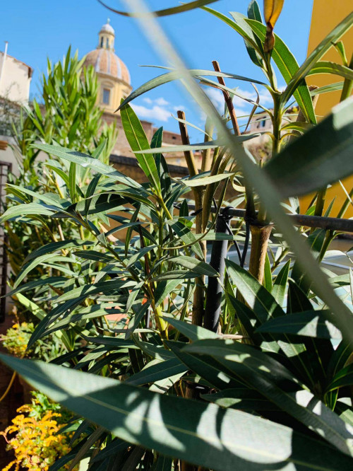Casa indipendente in affitto a Firenze