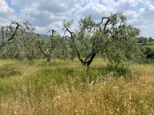 Terreno in vendita a Vinci