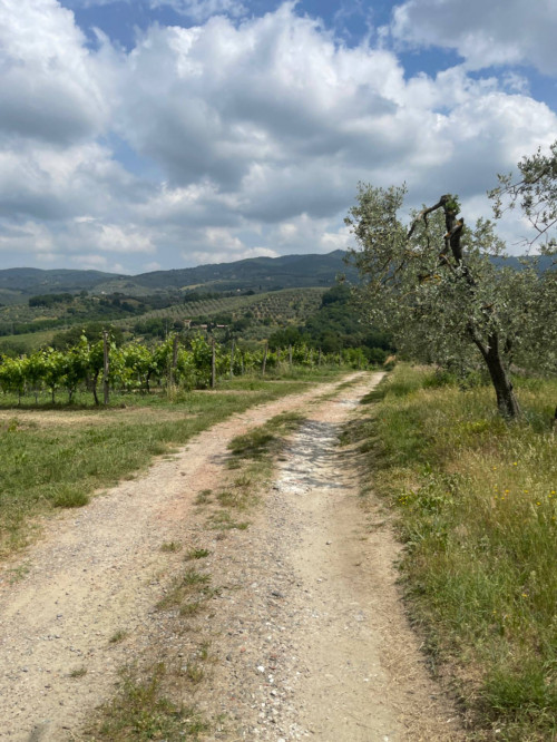 Terreno in vendita a Vinci