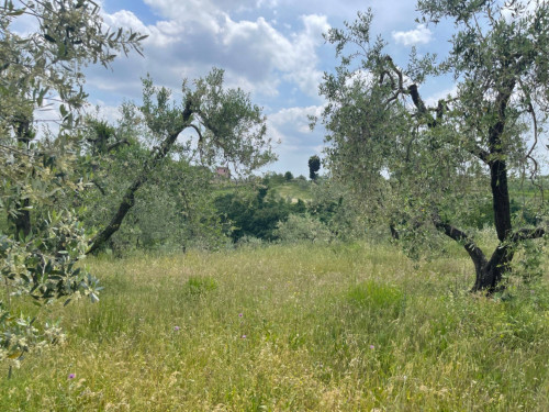 Terreno in vendita a Vinci