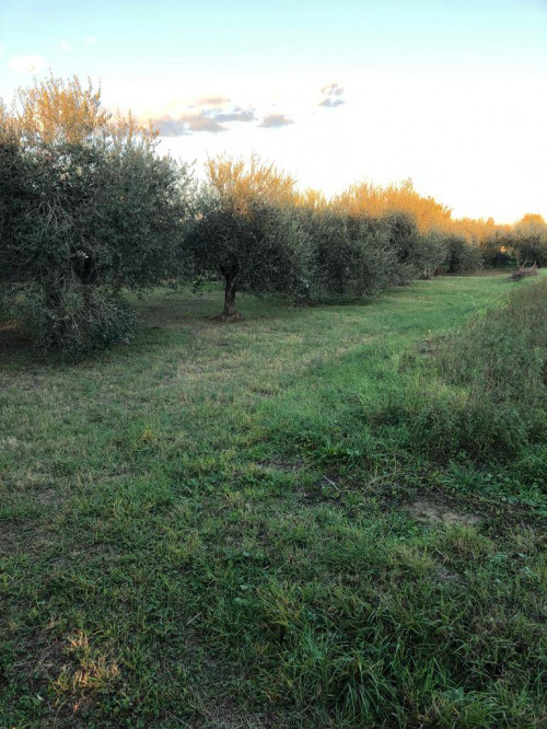 Terreno Agricolo in vendita a Empoli