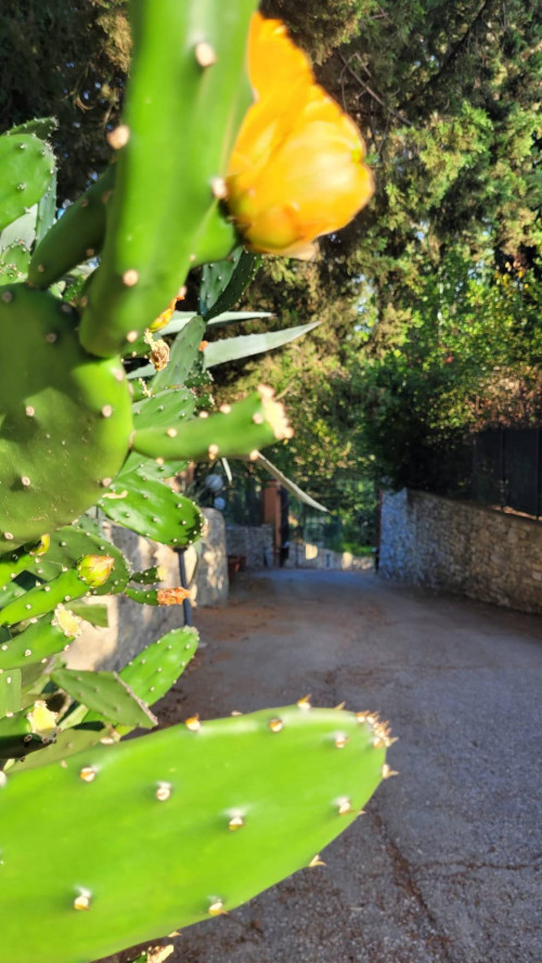 Villa in affitto a Firenze