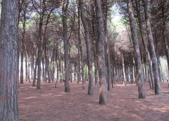 Appartamento in vendita a Cervia