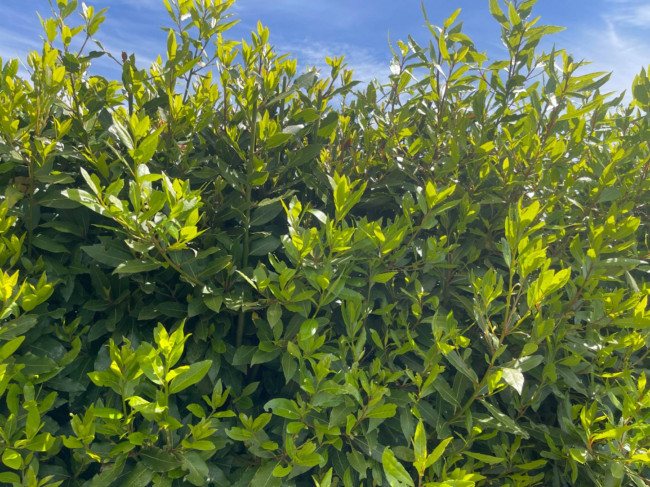 Appartamento in affitto a Fucecchio