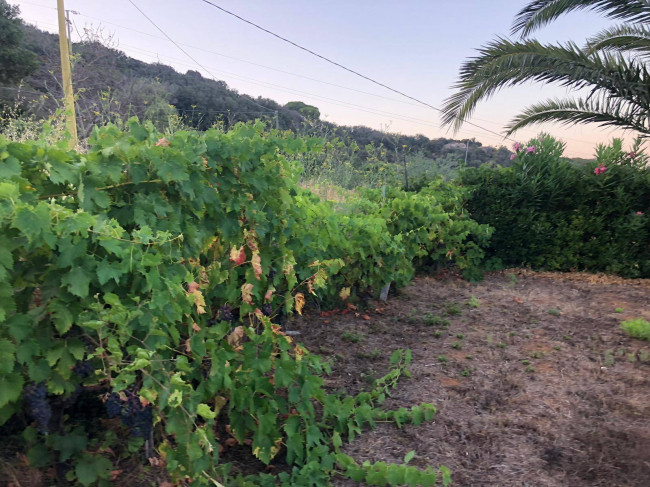 Casa semi-indipendente in vendita a Marciana (LI)