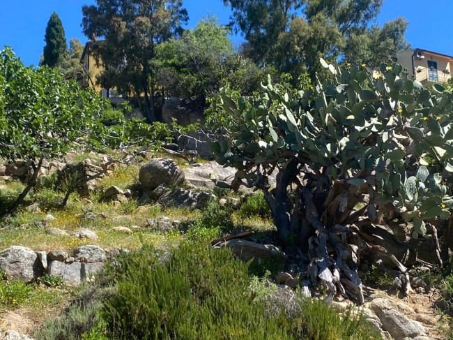 Lotto in vendita a Marciana